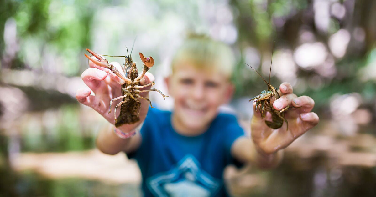 Crawdad catching on the Santa Clara